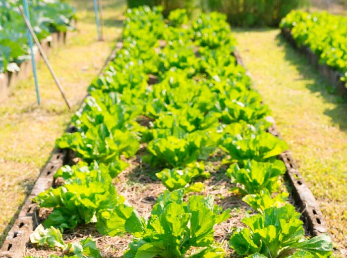 lp-farm-sook-img07-may2025.jpg